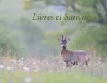 Libres et sauvages