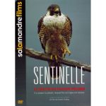 DVD - Salamandre :SENTINELLE, Le destin du Faucon Pèlerin