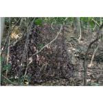 TRAGOPAN - Camouflage net under autumn wood 6x3 meters