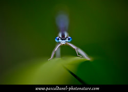 Pascal DANEL