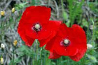 Fleurs Causses Cevennes