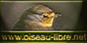 L'Oiseau Libre