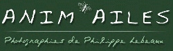 P. LEBEAUX