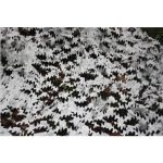 TRAGOPAN Filet de camouflage réversible marron/blanc 3x3 mètres 