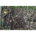 TRAGOPAN Camouflage net under autumn wood 3x3 meters